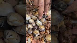 Unpredictable pearls in clam found #pearl #clam