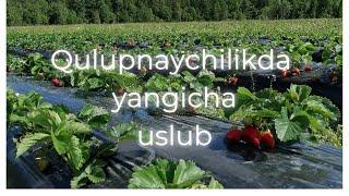 Qulupnaychilikda yangicha uslub