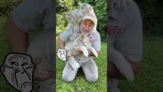 #animals #shokeen‍ #transformation