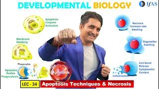 CSIR NET JUNE 2025 I Developmental Biology I Lecture 34 I Apoptosis Techniques & Necrosis I IFAS