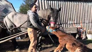 Багіра у нового господаря проба по київських городах