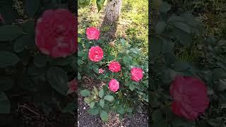 Roses are blooming in the garden "Red Leonardo da Vinci" and Jubile du Prince de Monako "