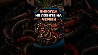 НИКОГДА НЕ ЛОВИТЕ НА ЧЕРВЕЙ, пока не посмотрите это ВИДЕО #рыбала #насадкадлярыбалки #рыба #червяк