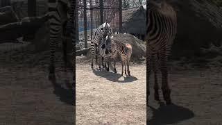 Zebras mating #wildanimals #shorts #animals #tanzania