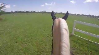 Go Pro xcountry course + showjumping Raws