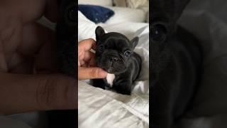 Puppy crying - saddest French Bulldog puppy  #shorts #puppy #dogs #pets #viral