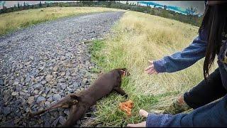 Hunting Dog has Heat Stroke or Hypoglycemic Attack