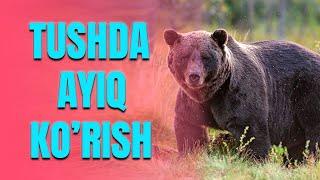 Tushda ayiq ko'rish | Тушда айиқ кўриш