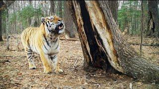 Bengal tiger vs Siberian tiger. Brutal size comparison