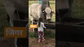 biggest bull in the world #short