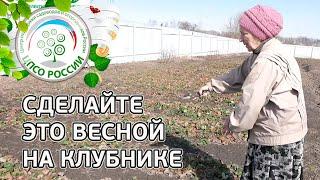 Клубника весной. Важные работы на клубнике после зимы.