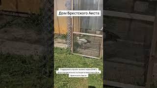 ЕРИП/Благотворительность/защита животных/Дом Брестского Аиста #брестскийаист  #animals #брест