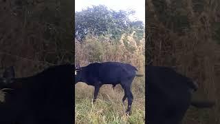 Provincia de Benguela - Região entre Caluquembe e Chongorói via Calepi e Kamuine - Angola