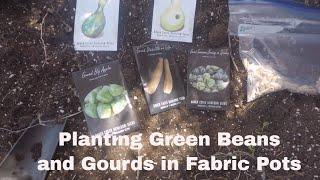 How To Plant Green Beans and Gourds in Fabric Pots