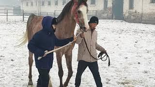 Жаңы Кыргыз, араб жана таза кандуу жылкылардын сынагы 2-бөлүм 16.12.23 ж.