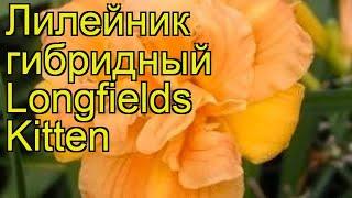 Лилейник гибридный Лонгфилдс Киттен. Краткий обзор, описание hemerocallis Longfields Kitten