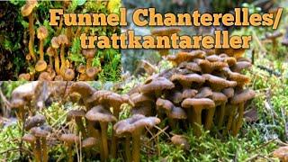 Chantarelle || Kantarell - The hunt for Wild Mushrooms in Sweden