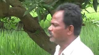 Inter crops in Mango, Palm oil and coconut cultivation _ Natural Farming _Krishna