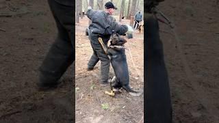 ‼️K-9 German Shepherd Attack. Police Dog Training