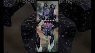 black iris #short #nature #naturelens