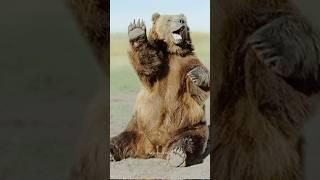 Funny BearsBear Attack | Polar Bear | Funny Animals #shorts #bear #funnybear #grizzlybear