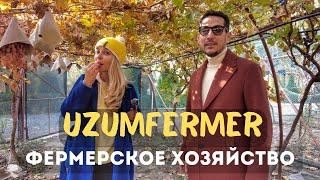 Фермерское хозяйство в Узбекистане. Как создать винодельню с нуля. Uzumfermer.