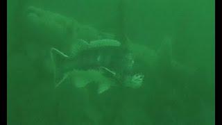 Tog protecting its reef (shipwreck).