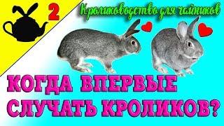 КОГДА ПЕРВЫЙ РАЗ СЛУЧАТЬ КРОЛИКОВ? / Кролиководство для чайников 2 (16+)