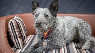 Kasper - Border Collie  - 3 Week Residential Dog Training at Adolescent Dogs