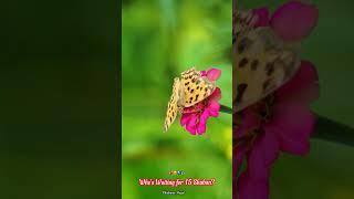 Khadima-e-Hujjat -Islamic Teachings & Stories of Imam Mehdi  #quotes #youtubeshorts  #viralvideo