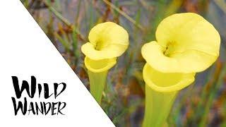 Yellow Pitcher Plant • WILD WANDER: Apalachicola River