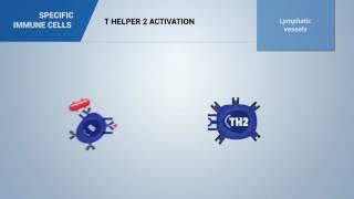 T helper 2 lymphocytes