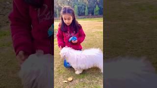Amaira ke pas aya dog  #thegeetagurjar #shorta
