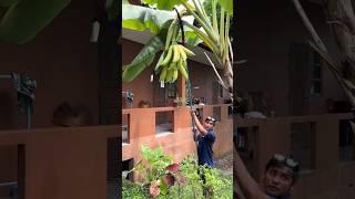 Panen pisang tanduk depan rumah