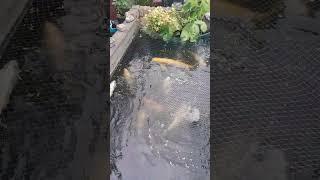Koi carp in my friends garden pond. #Koi #Carp #Fish #gardenpond #Gardenpond