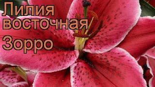 Лилия восточная Зорро (lilium hybrid oriental zorro)  Зорро обзор: как сажать, луковицы лилии Зорро