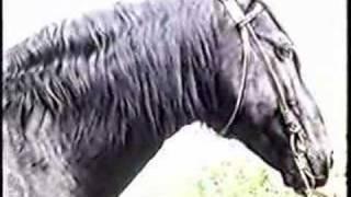 О карачаевской  породе ло Die Pferde Russlands Horses Russia