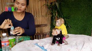 Obedient Monkey Koko And Brother Little Yoko Obeys Waiting Mum Mix Milk