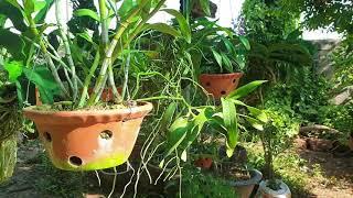 Lan bình dân, Hồng Nhữ mn