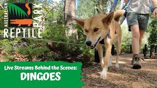 LIVE: WALKING ADINA THE DINGO | AUSTRALIAN REPTILE PARK