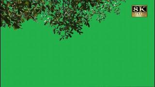 Tree leaf green screen video free