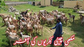 Golden opportunity for new farmers | Goat Farming | chaudhary majid shabbir |