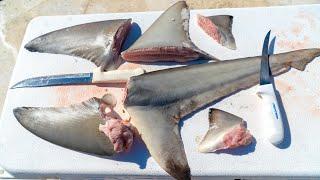 REAL SHARK FIN Soup From Scratch! Clean and Cook (Blacktip Shark)