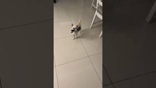 Зайка! Продолжение следует! #tiktok #vlog #family #turkey #chihuahua