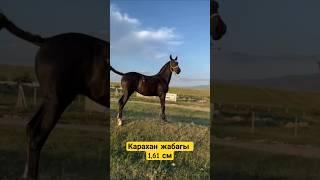 #horse #атбазар #дончак #лошади #лошадки #скачки