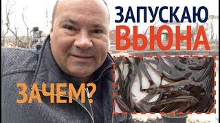 Вьюны в своем пруду. Зачем нужен вьюн? Чем кормится.