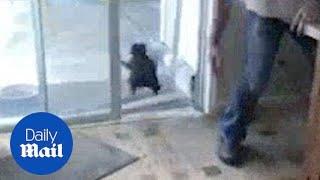 Cat darts off into glass door, smashes into it, breaks it