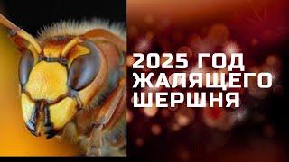 2025 ГОД ЖАЛЯЩЕГО ШЕРШНЯ. ПРОГНОЗ ДЛЯ КАЖДОГО. СЛАВЯНСКИЙ ГОДОСЛОВ. НА ДОНАТ 4731 2196 4161 0401