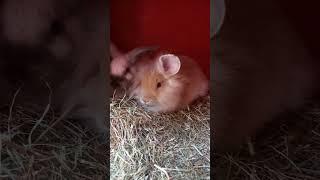 #bunny #cutebunny