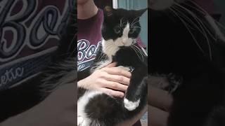 #кот #рекомендации #Артемыч ️‍️‍